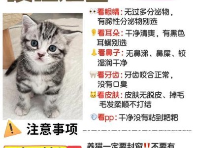 新手养猫洗澡指南（如何正确给宠物猫洗澡，避免伤害与压力）