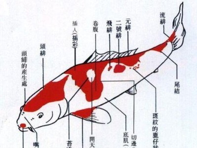 秋翠锦鲤的饲养方法（以宠物为主，让你成为优秀的鱼友）