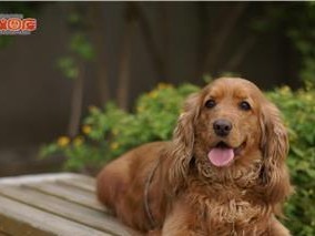 英国可卡犬的饲养方法（详细介绍英国可卡犬的饲养技巧，助您培养出健康、快乐的犬友）