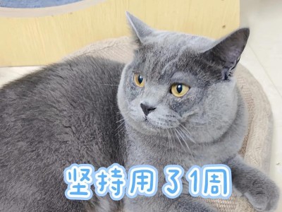 猫咪打喷嚏流鼻涕，应该如何处理？（探索猫咪喷嚏流鼻涕的原因与治疗方法）