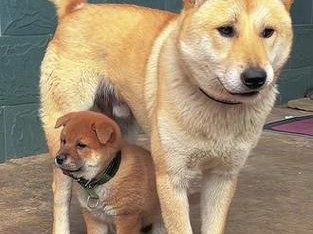 狗狗与人类的亲近关系（探索狗狗对人类的情感依附和亲近的原因）