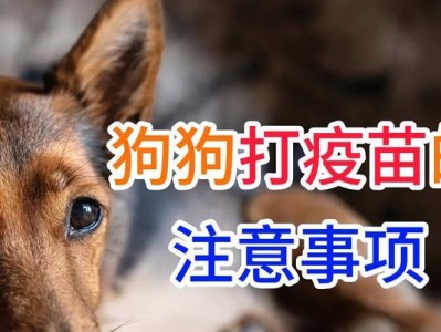狗狗疫苗前的必要手续及注意事项（确保狗狗健康的关键步骤与信息）