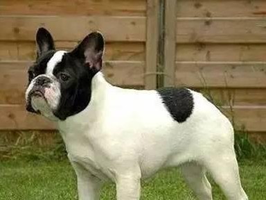 如何判断斗牛犬是否纯种？（探讨斗牛犬纯种的特征与判断方法）