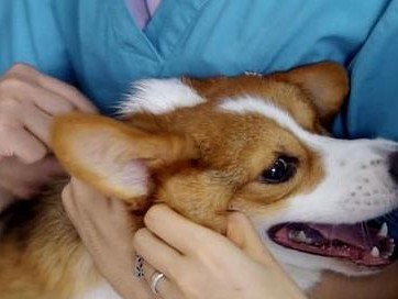 为什么要给狗打针（保护宠物健康的重要措施）