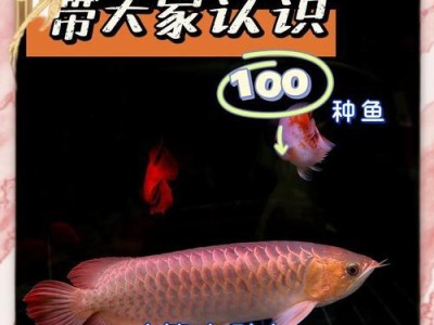 红龙鱼常见病症及防治方法（深入了解红龙鱼的常见疾病，为其提供有效的防治方法）