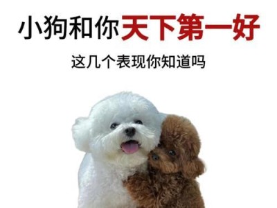 如何让狗狗快速认主人？三个小方法教你如何做