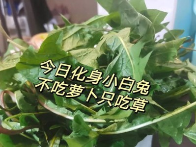 小兔子不吃怎么办？（教你应对小兔子挑食的方法）