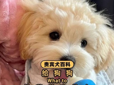 泰迪狗喝羊奶粉的正确时间和方法（羊奶粉是泰迪狗的理想饮料，）