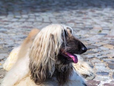 如何清理阿富汗犬耳朵（一步步教你正确清洁宠物耳朵，关爱宠物健康）