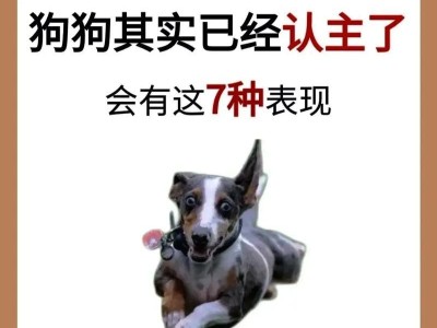 泰迪狗的记忆力（探究泰迪狗的遗忘时间和记忆力特点）