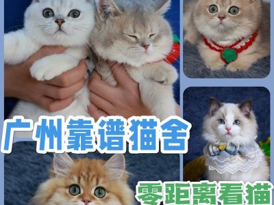 小猫的生存能力与养活时间（探究小猫自我养活能力与生存需要）