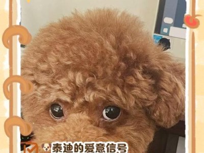 泰迪狗的记忆时长及其对原主人的遗忘情况（探究泰迪狗忘记原主人的时间长度与关键因素）