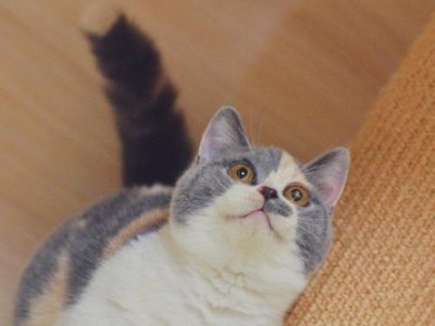 猫的脚的神奇之处（揭秘猫脚的独特功能与魅力）