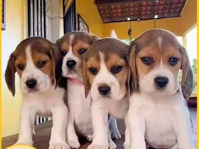 如何正确清理比格犬耳朵（比格犬耳朵清洁的步骤和技巧）