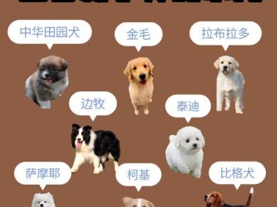 小狗适应新主人需要多长时间？（了解小狗适应新环境的时间和过程）