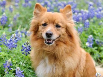 探索大型犬的魅力（宠物狗体型较大的优势与挑战）