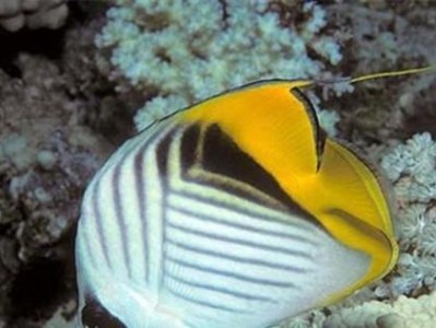 绣蝴蝶鱼的饲养方法（打造清新雅致的绣蝴蝶鱼家庭水族馆）