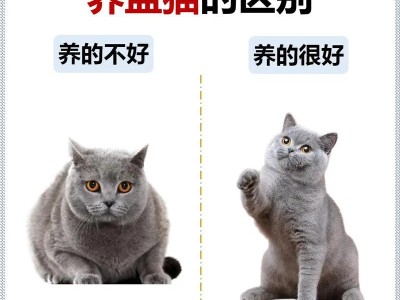 俄罗斯蓝猫的饲养方法（掌握这些关键要点，让你的宠物更健康快乐）