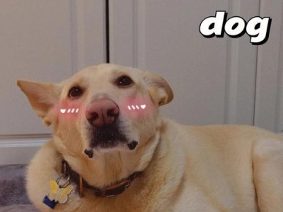 如何解决牧羊犬偏胖偏瘦的问题？（科学饮食与适量运动的关键）