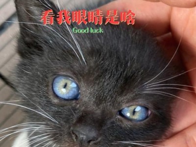 猫的眼睛为什么会变色？（探索猫眼色变的原因与意义）
