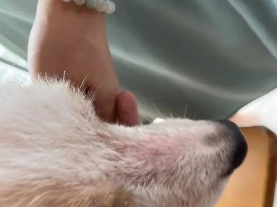犬螨虫能在人身上存活多长时间？（揭秘犬螨虫在人体中的存活周期及相关防护措施）