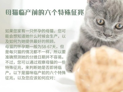 猫咪的怀孕周期及生育时间（揭秘猫咪的孕育过程，从怀孕到生产到底需要多长时间？）