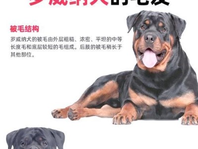 如何选择纯种罗威纳犬及其价格（挑选合适的纯种罗威纳犬，了解市场价格和相关指导）