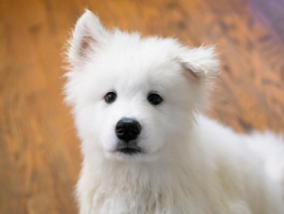 揭秘萨摩耶犬寿命短暂之谜（为什么很多萨摩耶犬活不到15岁？寻找答案的关键在这里！）