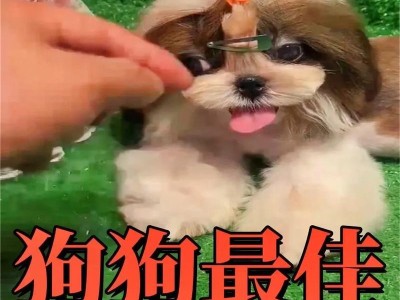 狗狗的日常饮食管理（以健康为重，科学合理喂养宠物犬，满足其生长和发育需求）