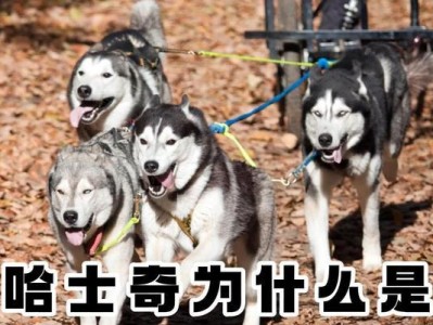 探寻哈士奇好奇心的原因（解开哈士奇好奇心的秘密）