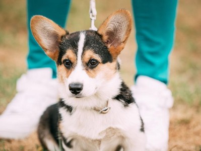 如何正确进行威尔士柯基犬的配种（注意事项与方法详解）