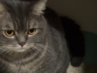 当猫拉屎成为恐惧的源泉（揭秘猫咪排便引发的担忧与困扰）