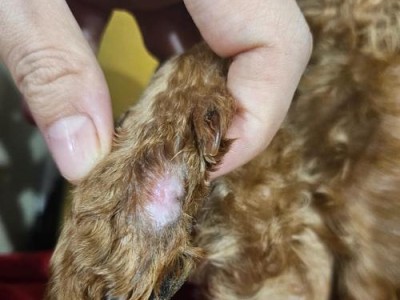 泰迪生理期的时长及相关注意事项（揭秘泰迪生理期的周期、持续时间和保健方法）