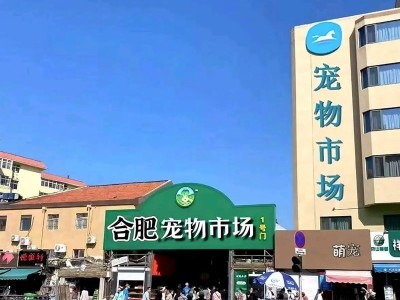 合肥有名的犬舍（探访合肥市狗爱者的天堂——合肥知名犬舍）