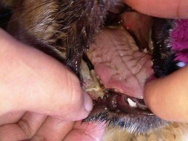 揭秘狗狗嘴口疮的症状与治疗（深入了解狗狗嘴口疮的种类和预防措施）