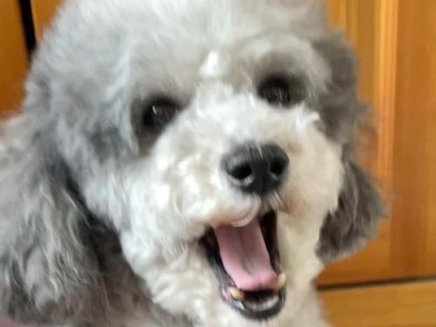 狗狗为什么会掉牙？（探索狗狗掉牙现象的原因和解决方法）