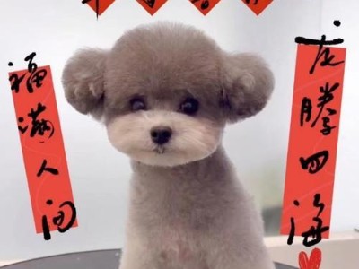 贵宾犬的成年期特征及养护要点（探究贵宾犬成年期的标志和如何正确照顾它们）