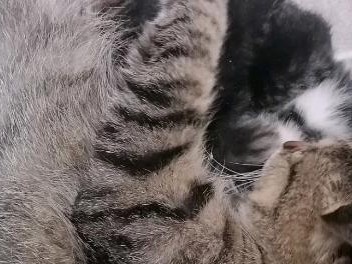 猫的日常活动时间有多长？（揭开猫咪活动时长的奥秘）
