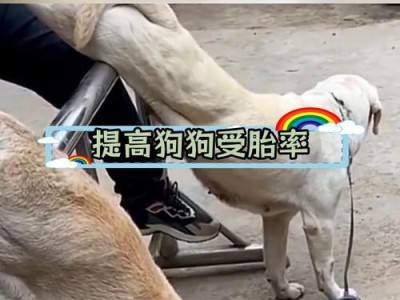母狗怀孕初期症状及（了解母狗怀孕初期的迹象与处理方法）
