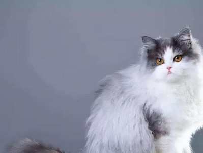 探索波斯猫的神秘魅力（追溯波斯猫的历史渊源，揭示其与人类之间的特殊关系）