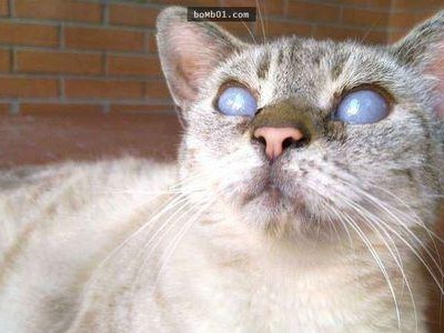 猫失明的常见原因及预防措施（探究导致猫失明的疾病及如何保护它们的视力）
