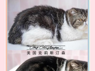 猫咪夏季换毛频率探究（解析猫咪换毛周期与护理技巧）