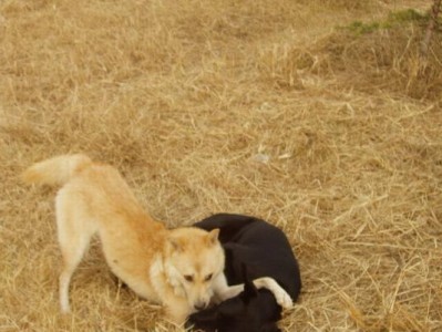 北海道犬的饲养指南（打造健康幸福的犬生活）