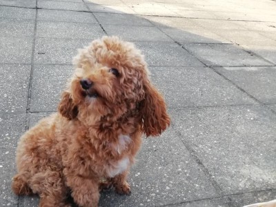 为什么泰迪狗狗的毛不卷？（探究泰迪狗狗毛发卷曲的原因及解决方法）