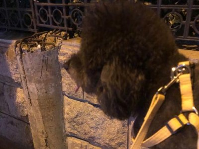 探究狗狗为什么喜欢站着走路的原因（站立行走的意义和行为习惯）