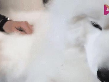 如何有效控制萨摩耶掉毛问题（选择合适的工具和方法，让你的萨摩耶拥有健康的皮毛）