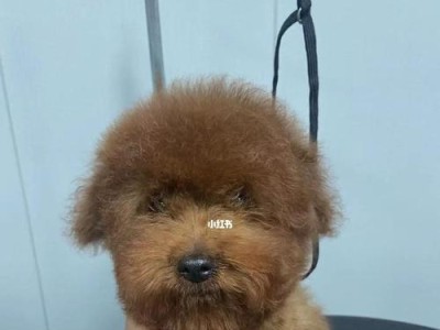 小泰迪美容日记（爱宠小泰迪的美容时刻记录）
