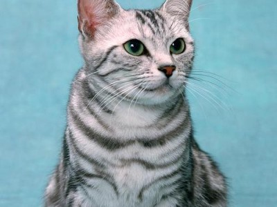 黑毛猫世界的六种美丽品种（一窥黑毛猫世界的独特之美）