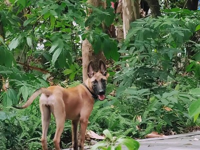 《探寻以马犬狗狗的魅力》（解密以马犬的神秘外貌与个性特点）