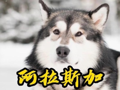 雪橇犬为什么不吃饭了？（探寻雪橇犬不吃饭的原因及解决方法）